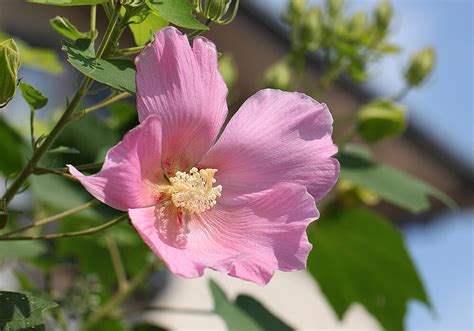 芙蓉種植方法|芙蓉（フヨウ）の育て方は？鉢植えもできる？肥料や。